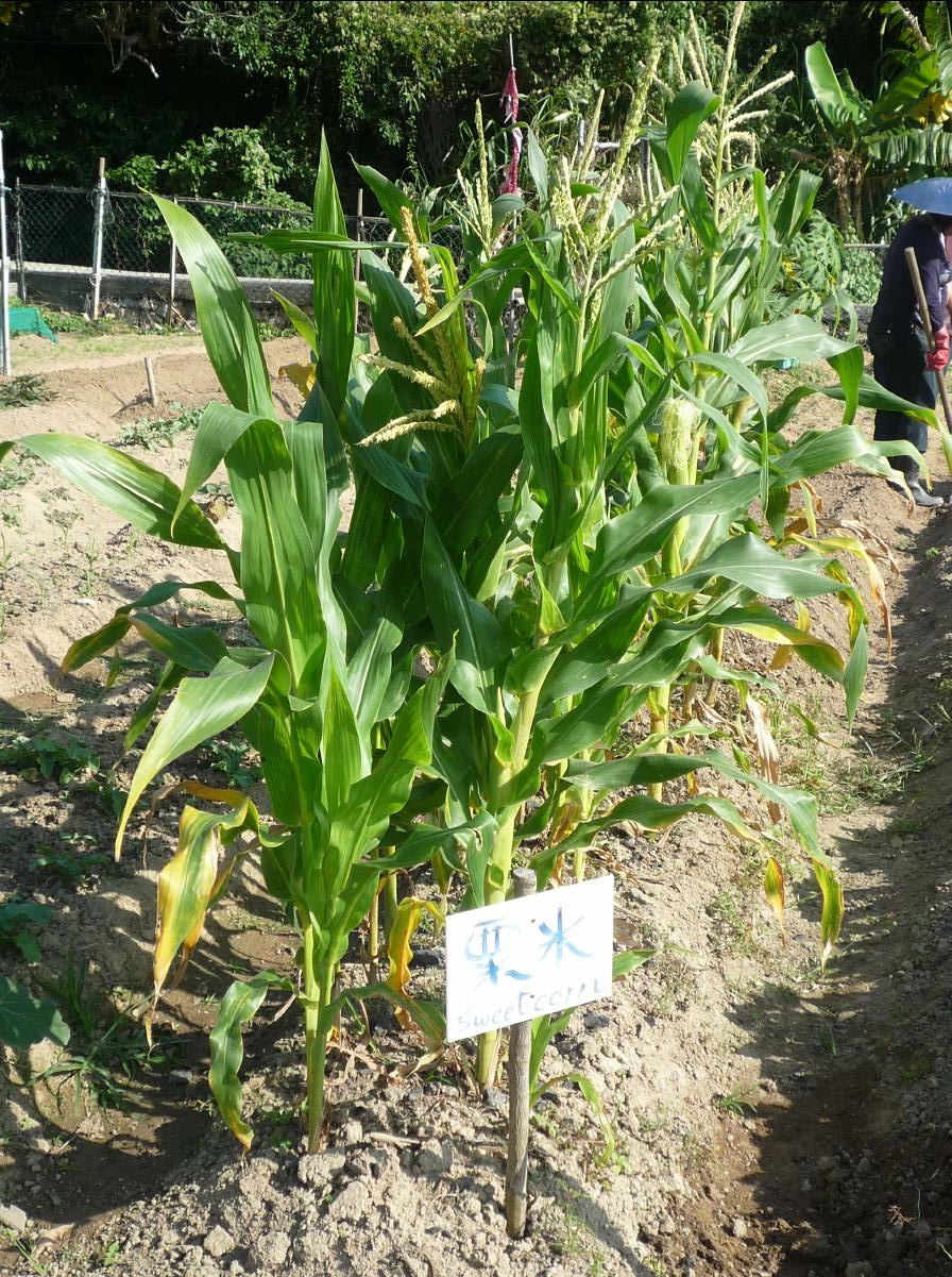 20101205 The Organic Farm18